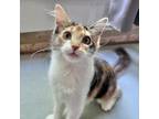 Adopt Oriole (bonded with Echo) a Domestic Short Hair