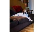 Adopt Salina a Hound