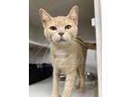 Adopt Peaches a Domestic Short Hair