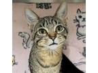 Adopt Macrame a Domestic Short Hair