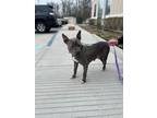 Adopt Hazy a Pit Bull Terrier, Mixed Breed