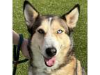 Adopt Sarah a Husky, Mixed Breed