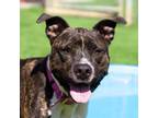 Adopt Maya a American Staffordshire Terrier