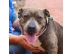 Adopt Remy a Pit Bull Terrier