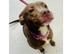 Adopt Tulip a Pit Bull Terrier