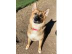 Adopt Nala a German Shepherd Dog