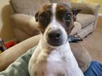 Adopt Princess a Boston Terrier, Rat Terrier