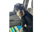 Adopt Millie very good girl! a Poodle