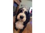 Adopt Lucey perfect house manners! a Bernedoodle