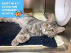 Adopt DOTTY a Domestic Short Hair