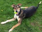 Adopt TOODLES a Collie, Mixed Breed