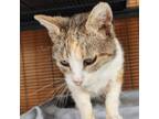 Adopt Dahlia a Domestic Short Hair