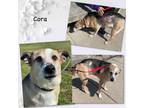 Adopt Cora a Shepherd, Mixed Breed