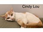 Adopt Cindy Lou a Domestic Short Hair