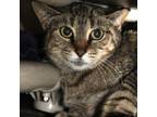 Adopt Chalupa a Domestic Short Hair