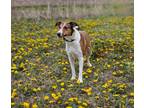 Adopt Lilly a Shetland Sheepdog / Sheltie