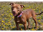 Adopt Dove a Pit Bull Terrier
