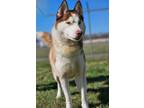 Adopt Bella a Husky