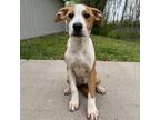 Adopt Jasmine a Cattle Dog