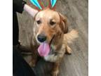 Adopt Goldie a Golden Retriever