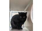 Adopt Helga a Domestic Short Hair