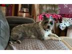 Adopt Spice a Schnauzer