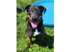 Adopt Asia a Rottweiler, Mixed Breed