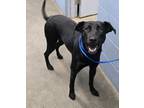 Adopt Trixie (HW-) a Labrador Retriever, Mixed Breed