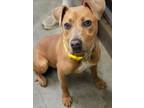 Adopt Justice a Pit Bull Terrier, Mixed Breed
