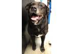 Adopt Zoey a Labrador Retriever, Pit Bull Terrier