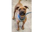 Adopt Wiggles a Boxer, Shepherd