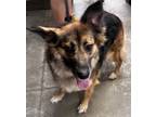 Adopt Athena a Australian Shepherd, German Shepherd Dog