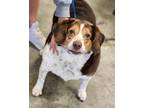 Adopt Dumplin a Beagle, Mixed Breed