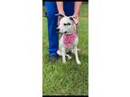 Adopt Chloe a Jack Russell Terrier, Pit Bull Terrier