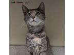 Adopt Dusk a Domestic Short Hair