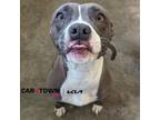 Adopt Molly a Pit Bull Terrier