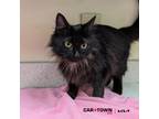 Adopt Princess Irulan a Domestic Long Hair