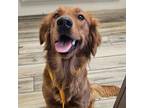 Adopt Ginger a Golden Retriever