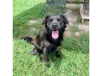 Adopt Jolie Marie (Etouffee) a Labrador Retriever, Golden Retriever