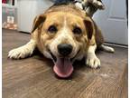 Adopt Renata a Beagle, Jack Russell Terrier