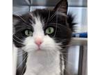 Adopt Mewton a Domestic Long Hair