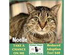 Adopt Noelle a Domestic Short Hair