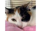 Adopt Possum a Domestic Short Hair