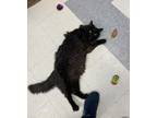 Adopt Smokey a Domestic Long Hair