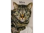 Adopt Mira- I AM AT Petsmart Northborough a Domestic Short Hair