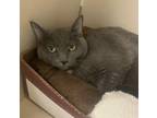 Adopt Jasmine (FKA Jackson) a Russian Blue, Domestic Short Hair