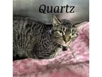 Adopt Quartz a Domestic Short Hair