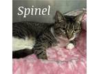 Adopt Spinel a Domestic Short Hair