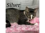 Adopt Silver a Domestic Short Hair