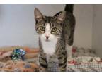 Adopt Lumpy Space Princess a Domestic Short Hair